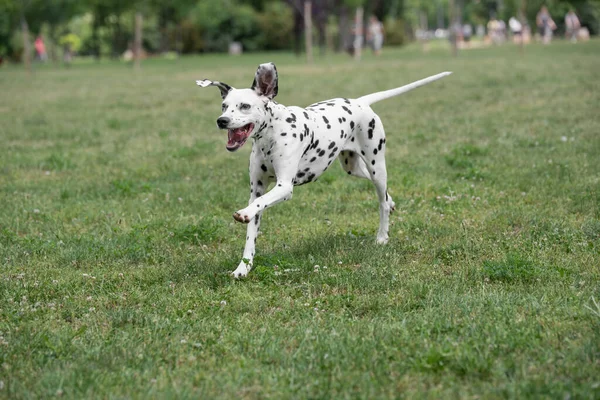 Młody Piękny Dalmatyński Pies Biegający Trawie — Zdjęcie stockowe
