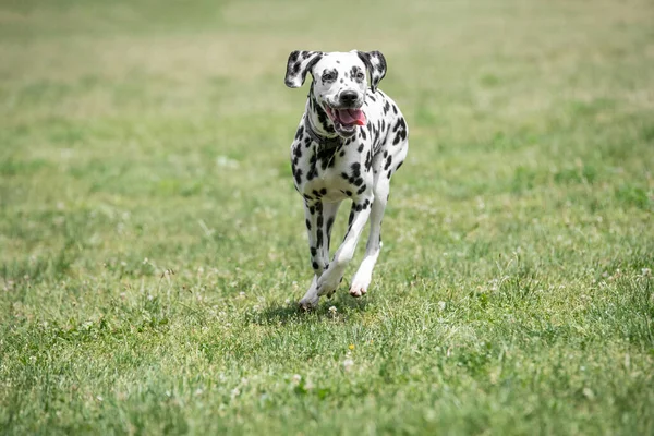 Adorable Black Dalmatian Dog Outdoors Summer — Zdjęcie stockowe