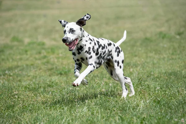 Genç ve güzel bir Dalmaçyalı köpek çimenlerde koşuyor.