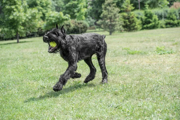 Riesenschnauzer Kutya Fut Füvön — Stock Fotó