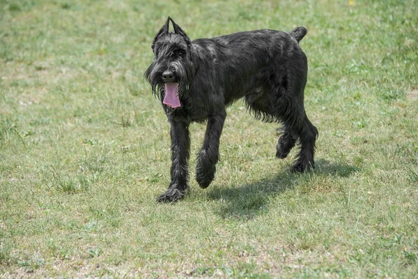 Sluiten Van Black Giant Schnauzer Riesenschnauzer Hond Outdoor — Stockfoto
