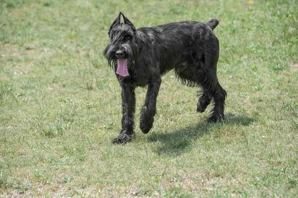 Großaufnahme Vom Schwarzen Riesenschnauzer Oder Riesenschnauzer Hund Freien — Stockfoto