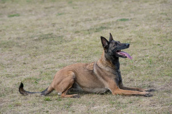 Belgian Shepherd Dog Lying Outdoors Summer Selective Focus Dog — Stockfoto