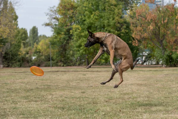 Belgian Shepherd Running Grass Selective Focus Dog — стоковое фото