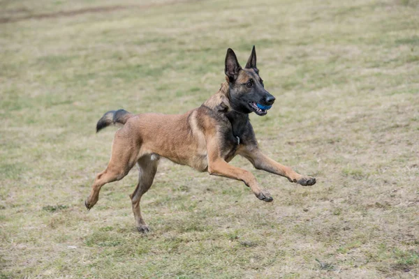 Owczarek Belgijski Biegnący Przez Trawę Selektywne Skupienie Się Psie — Zdjęcie stockowe