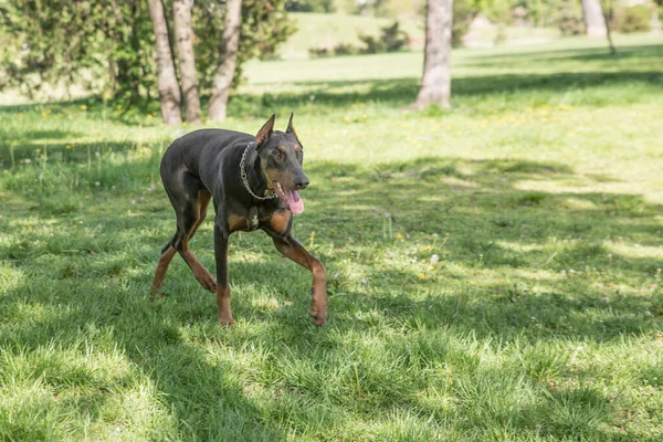 Young Beautiful Brown Doberman Pinscher Standing Lawn While Sticking Its — стоковое фото