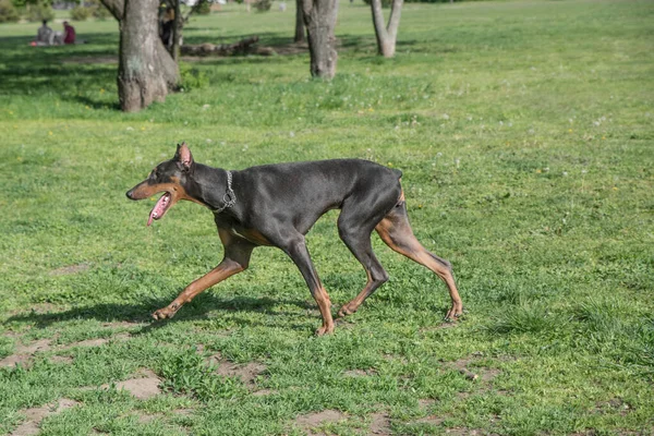 Genç ve güzel bir Doberman Pinscher dilini dışarı çıkarırken çimlerin üzerinde duruyor ve neşeli ve neşeli görünüyor. Dobermann zeki, uyanık ve sadık yoldaş köpekleriyle tanınan bir ırktır.