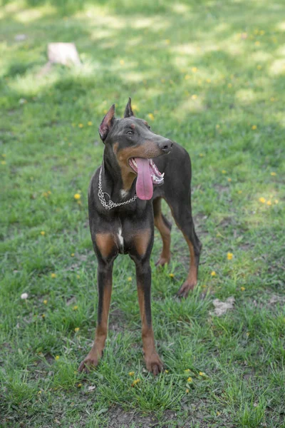 芝生の上に立つ若い美しいブラウン ドバーマン ピンチャーは 舌を突き出し 幸せで遊び心があります ドバーマンは賢い警戒心と忠実な仲間の犬として知られている品種です — ストック写真