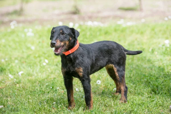 Prachtige Duitse Jacht Terrier Staande Tuin — Stockfoto