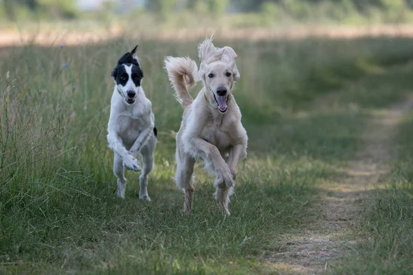Kirgiska Ogar Widokowy Jest Członkiem Rodziny East Sighthounds Taigan Jest — Zdjęcie stockowe