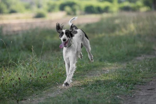 Kirgizisztáni Sight Hound Keleti Sighthounds Család Tagja Taigan Egy Nagyon — Stock Fotó