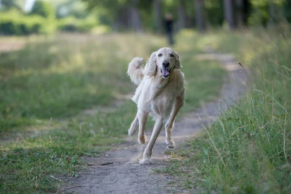 Kırgızistan av köpeği Taigan, Doğu Sighthounds ailesinin bir üyesidir. Tayvan çok nadir bulunan bir köpek cinsidir, dünya çapında birkaç yüz kadar olduğu bildirildi. Köpeğe odaklan.