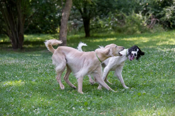 Kirgiska Ogar Widokowy Jest Członkiem Rodziny East Sighthounds Taigan Jest — Zdjęcie stockowe