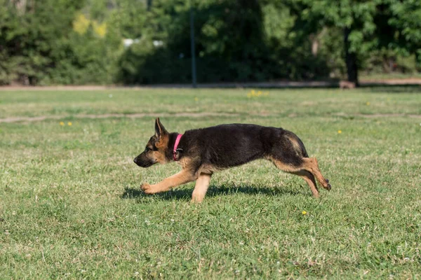 ドイツの羊飼いの子犬の草の中を実行している 犬に焦点を当てます — ストック写真