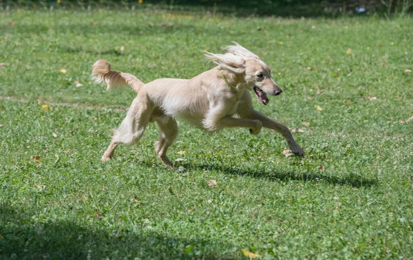 Kirgizisztáni Sight Hound Keleti Sighthounds Család Tagja Taigan Egy Nagyon — Stock Fotó