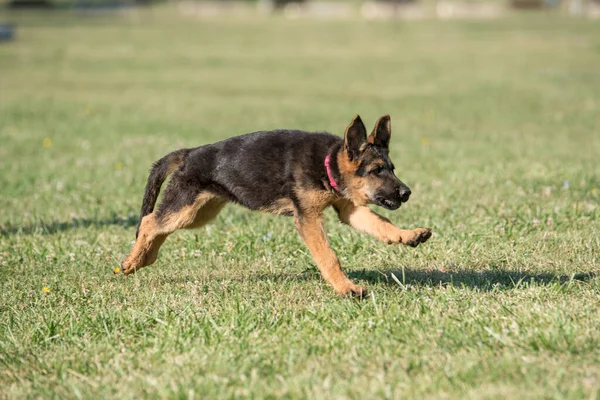 German Shepherd Puppy Running Grass Selective Focus Dog — Fotografia de Stock