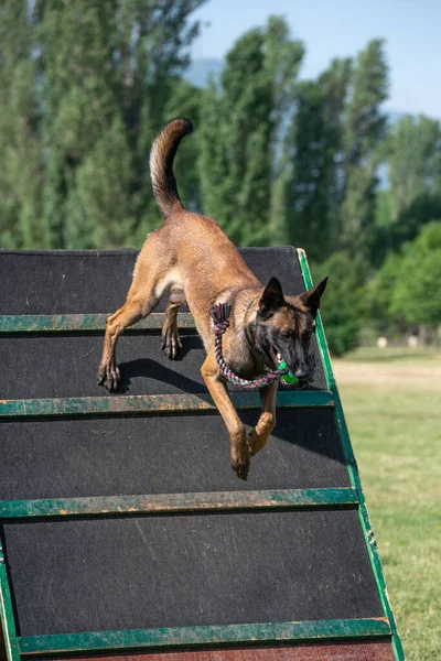 Belçika Çoban Köpeği Çeviklik Yarışmasında Bar Atlayışında Engellerin Üzerinden Atlayan — Stok fotoğraf