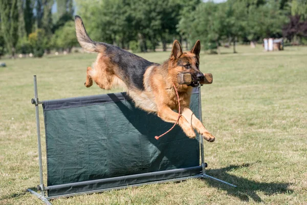 Německý Ovčák Agility Soutěž Přes Bar Skok Pyšný Pes Přeskakuje — Stock fotografie