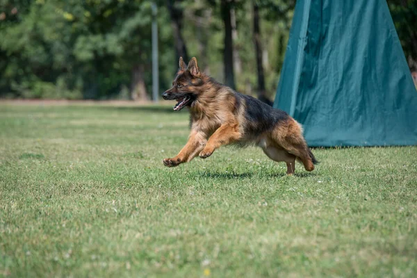 German Shepherd Running Grass Selective Focus Dog — стоковое фото