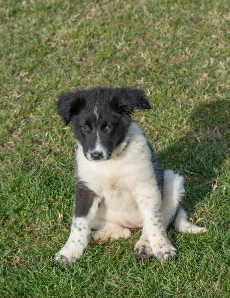 Karakachan Puppy Portrait Bulgarian Shepherd Dog — Stock Photo, Image