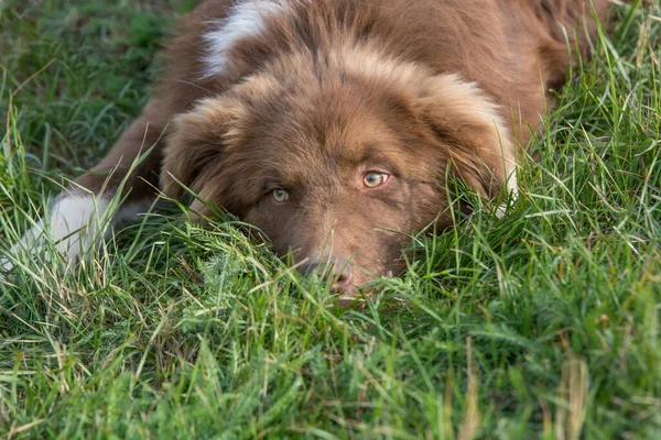 Retrato Perro Karakachan Perro Pastor Búlgaro Parque — Foto de Stock