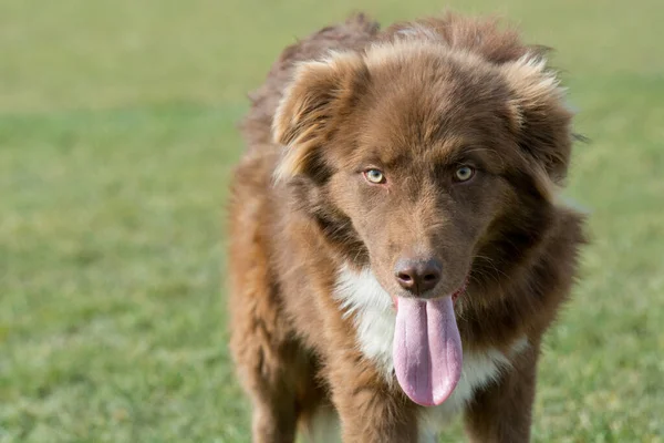 Karakachan Mountain Shepherd Guardian Dog Selective Focus Dog — Stock Photo, Image