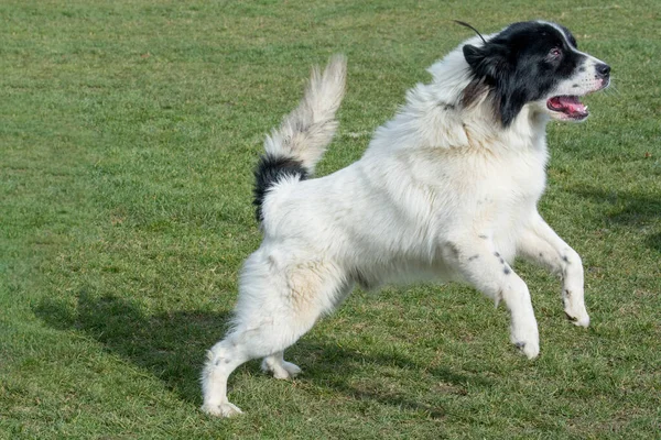 Karakachan Mountain Shepherd Guardian Dog Selective Focus Dog — стокове фото