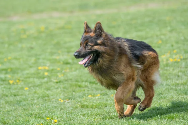 Pastor Alemán Corriendo Través Hierba Enfoque Selectivo Perro — Foto de Stock