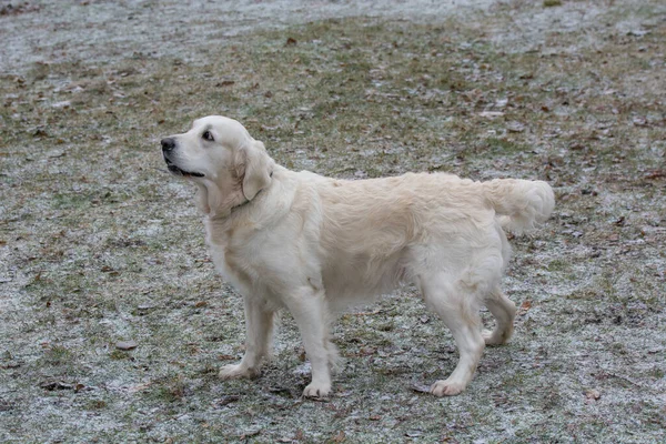 黄金猎犬的肖像 有选择地关注狗 — 图库照片