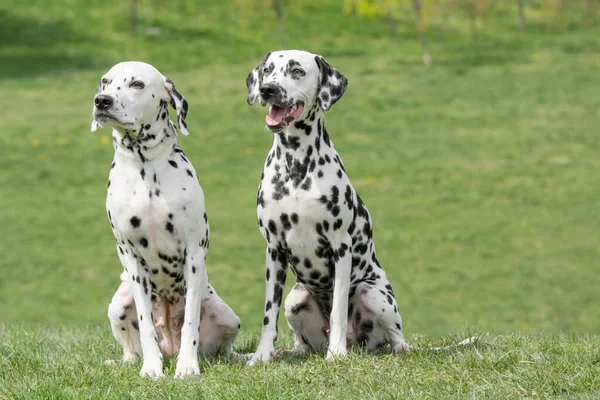 Retrato Dos Hermosos Perros Dálmatas Jóvenes Enfoque Selectivo — Foto de Stock