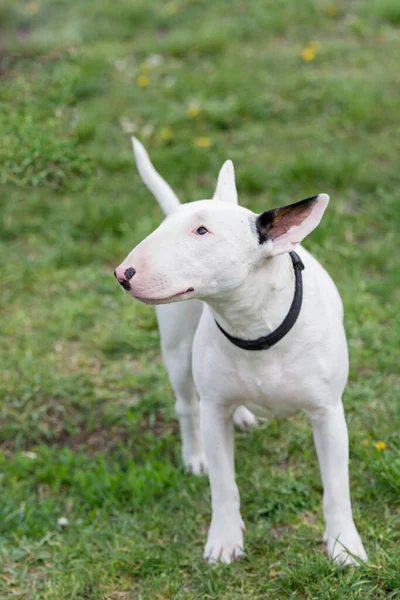 White Bull Terrier Przyrodzie Wiosnę — Zdjęcie stockowe