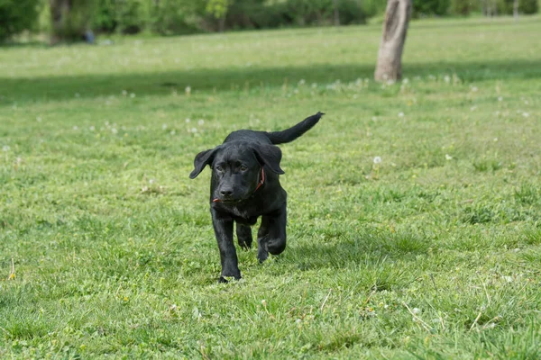 Puppy Labrador Retriever Running Park Selective Focus — стоковое фото