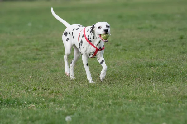 Joven Hermoso Perro Dálmata Corriendo Sobre Hierba — Foto de Stock