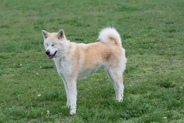 Close Portrait Young Akita Inu Dog Selective Focus — стоковое фото