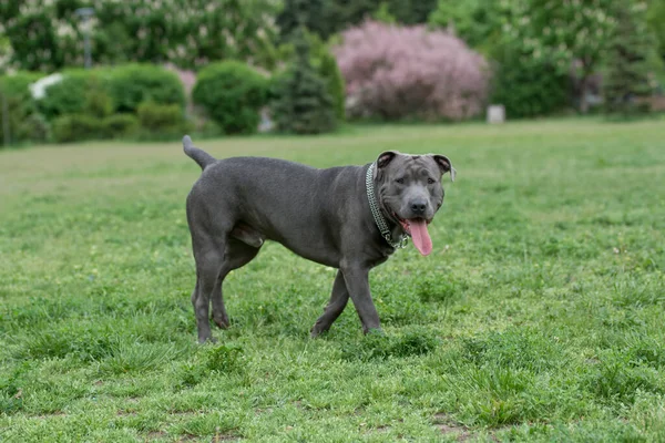 Hermoso Perro Pitbull Terrier Pie Jardín —  Fotos de Stock