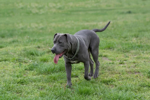 Pitbull Terrier Biegający Trawie Selektywne Skupienie Się Psie — Zdjęcie stockowe