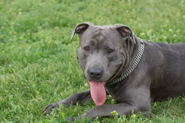 Pitbull Terrier Pies Leżący Zielonej Trawie Zewnątrz — Zdjęcie stockowe