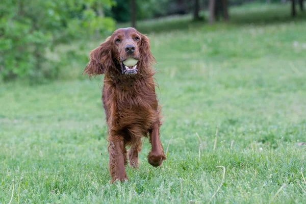 Irish Setter Runs Field Selective Focus Dog — Stock Photo, Image