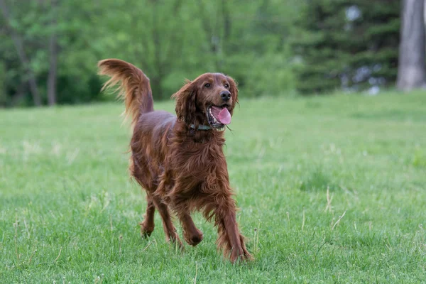 Irish Setter Runs Field Selective Focus Dog — Stock Photo, Image