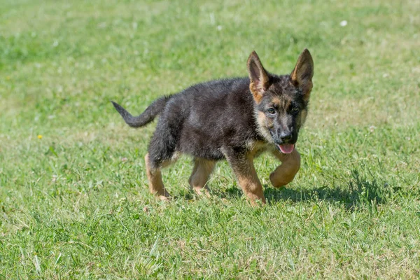 Γερμανικό Τσοπανόσκυλο Τρέχει Μέσα Στο Γρασίδι Επιλεκτική Εστίαση Στο Σκύλο — Φωτογραφία Αρχείου