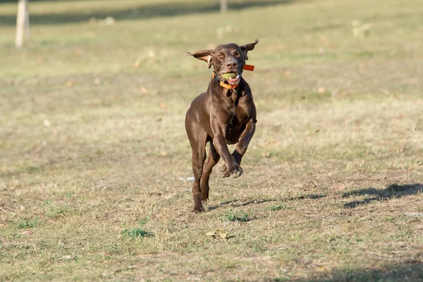 Közelkép Weimaraner Dog Ról Parkban Szelektív Fókusz — Stock Fotó