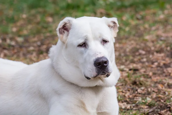 Orta Asya Çoban Köpeği Alabai Orta Asya Nın Bölgelerinden Eski — Stok fotoğraf