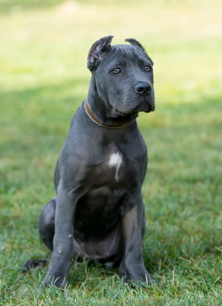 Amazing Young Cane Corso Grass Looking You — Stock Photo, Image