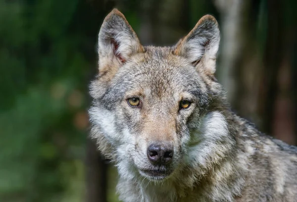 Retrato Cerca Del Lobo Gris Canis Lupus Con Fondo Borroso —  Fotos de Stock