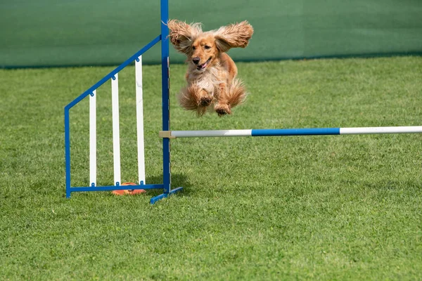Safkan Cocker Spaniel köpek çeviklik yarışmasında engellerin üzerinden atlıyor.