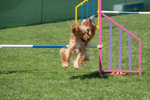 純血種のコッカー スパニエルの犬が敏捷性競争の障害を飛び越える — ストック写真