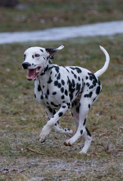 Молодая Красивая Далматинская Собака Бегает Траве — стоковое фото