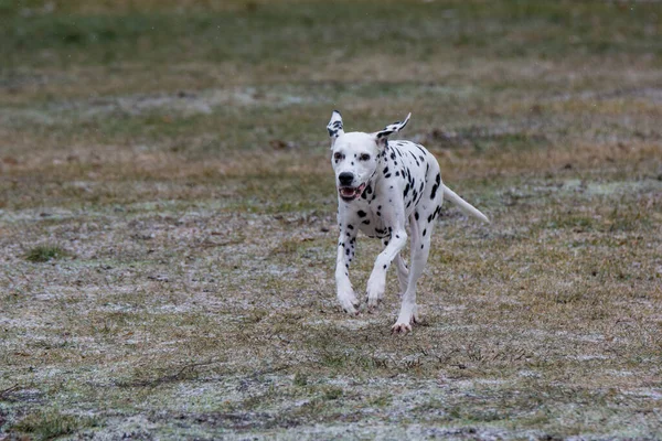 Adorable Black Dalmatian Dog Outdoors Winter — Foto Stock