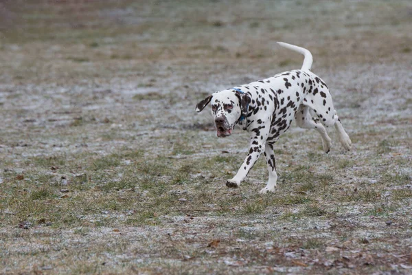 Dalmatian Dog Outdoor Portrait Running Field — Foto Stock