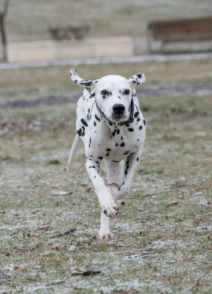 Joven Hermoso Perro Dálmata Corriendo Sobre Hierba —  Fotos de Stock